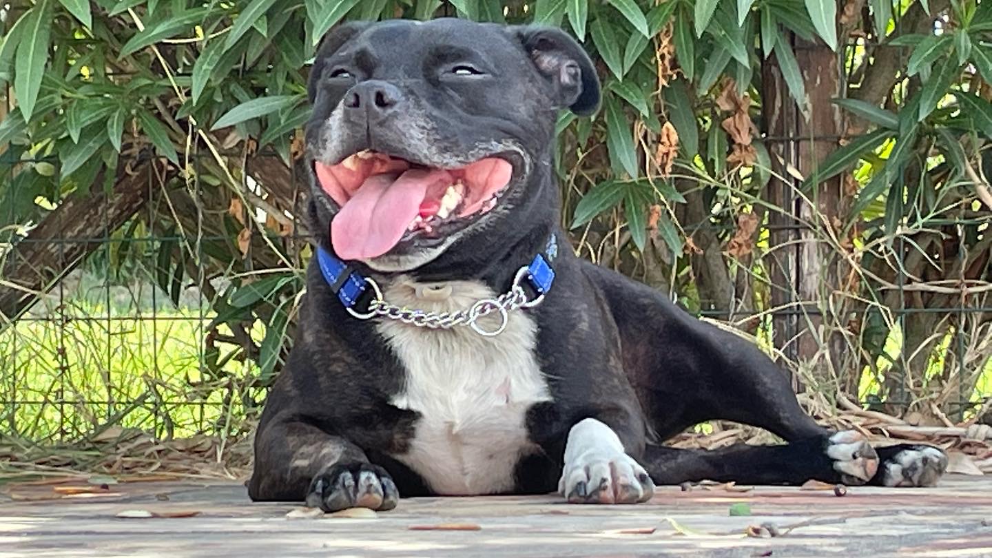 Staffordshire Bull Terrier