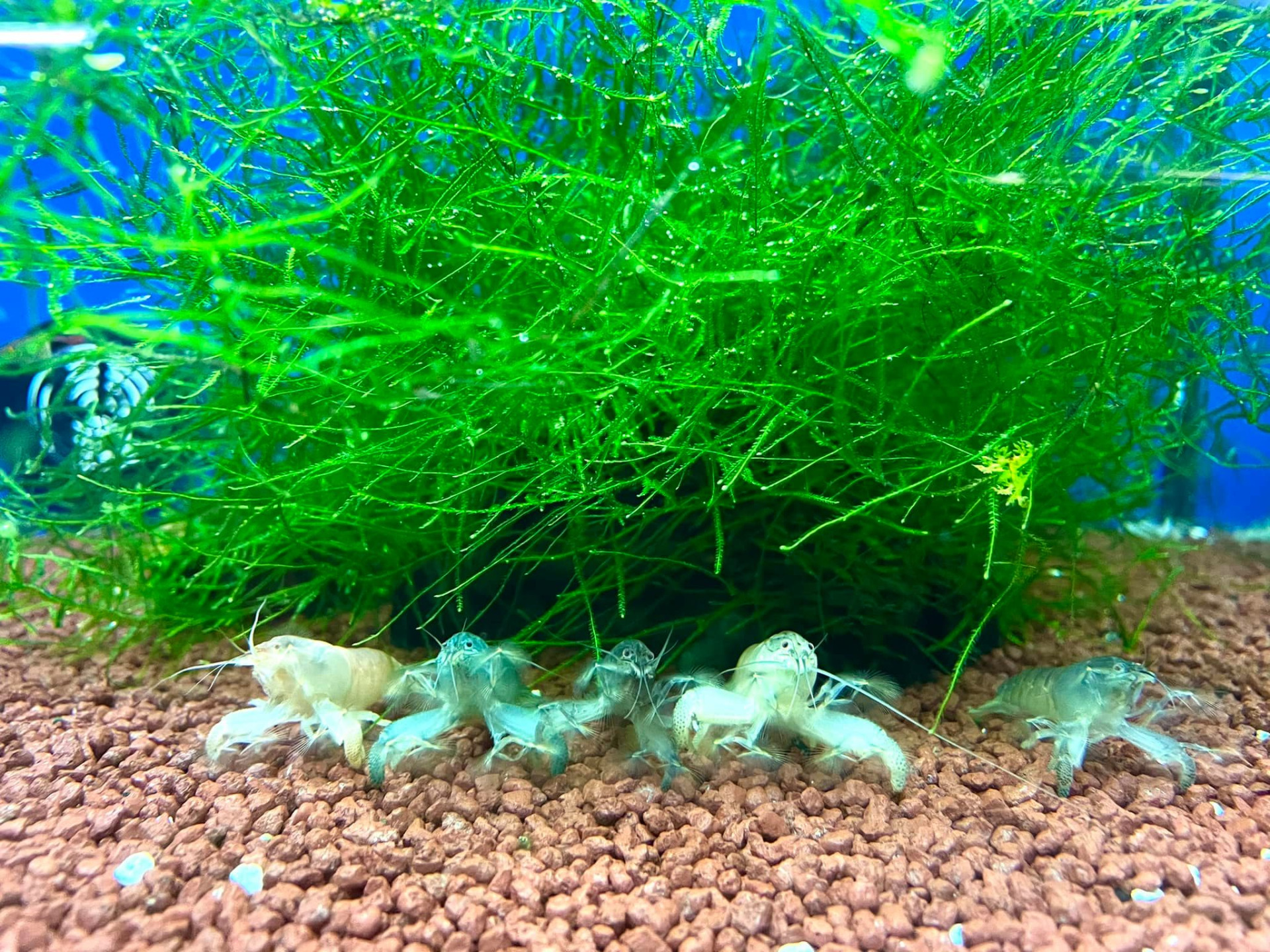 Acquario con Atya gabonensis